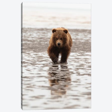 Grizzly Bear Walking Through Mud, Alaska, USA Canvas Print #GTH38} by George Theodore Canvas Art