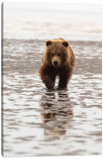 Grizzly Bear Walking Through Mud, Alaska, USA Canvas Art Print