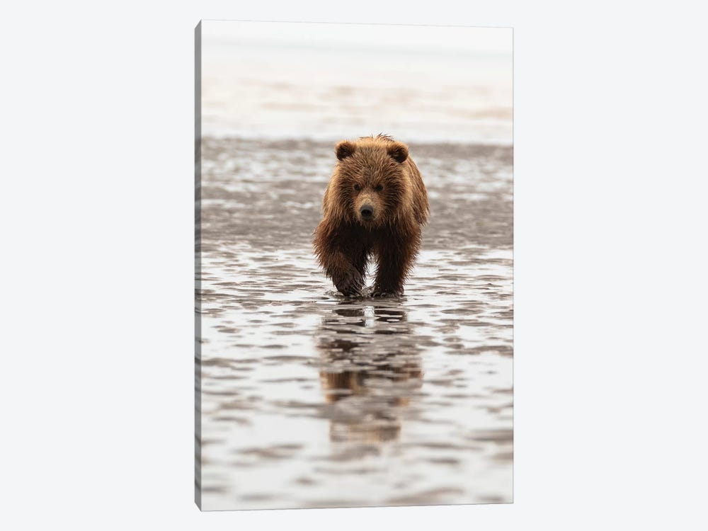 Grizzly Bear Walking Through Mud, Alaska, USA 1-piece Canvas Art Print