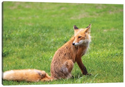 Red Fox On Grass, Alaska, USA Canvas Art Print
