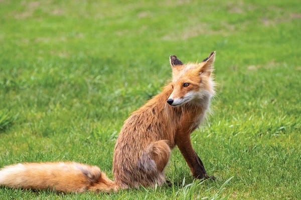 George Theodore: Red Fox On Grass, Alaska, USA by George Theodore