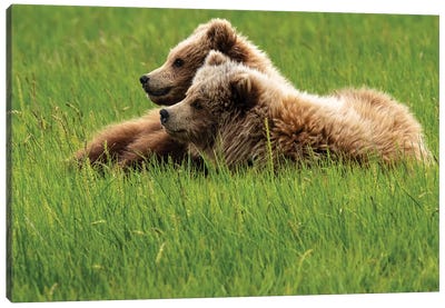 Two Grizzly Bears On Grass, Alaska, USA Canvas Art Print - Grass Art