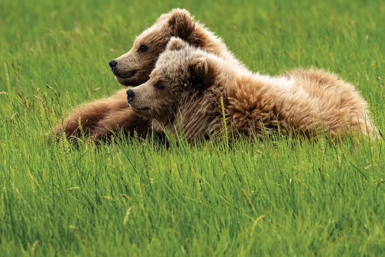 Two Grizzly Bears On Grass, Alaska, USA
