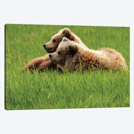 Two Grizzly Bears On Grass, Alaska, USA Canvas Print #GTH40} by George Theodore Art Print