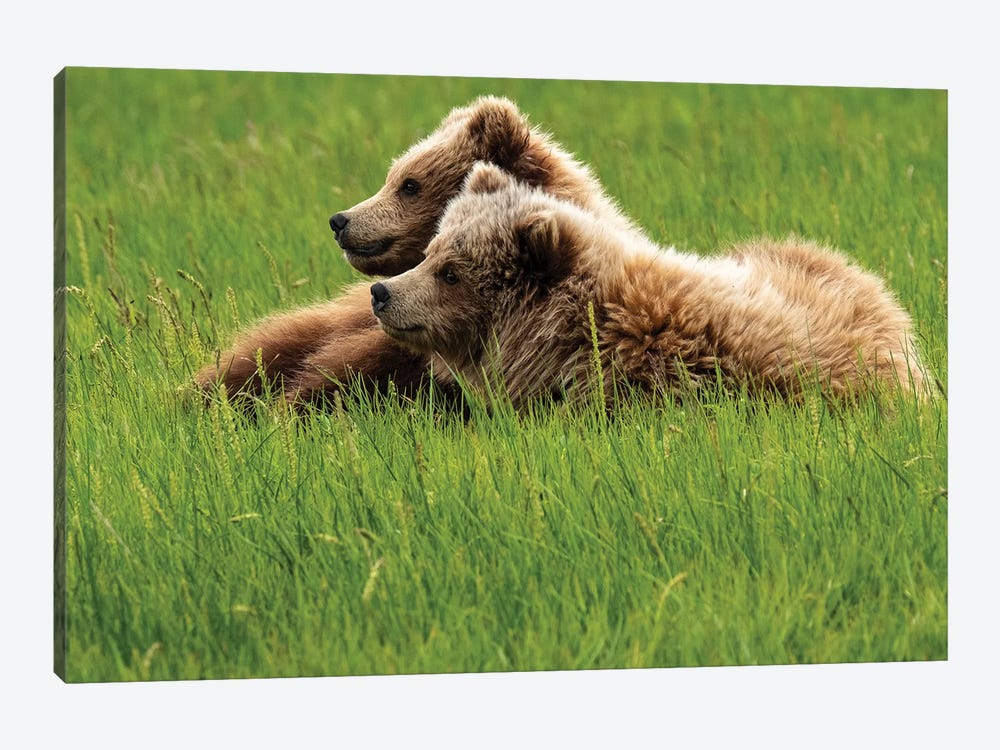 Two Grizzly Bears On Grass, Alaska, USA 1-piece Canvas Artwork