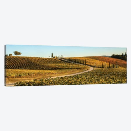 Italy, Tuscany, Vineyard, Late Light Canvas Print #GTH45} by George Theodore Canvas Art