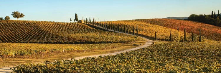 Italy, Tuscany, Vineyard, Late Light