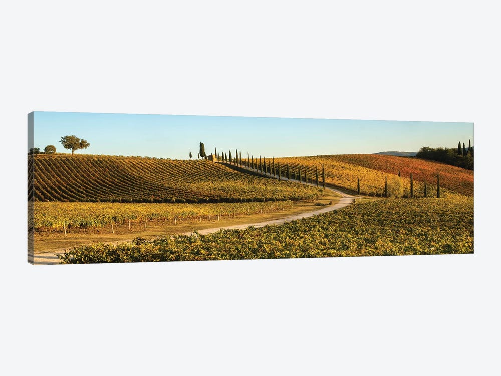 Italy, Tuscany, Vineyard, Late Light by George Theodore 1-piece Canvas Art Print