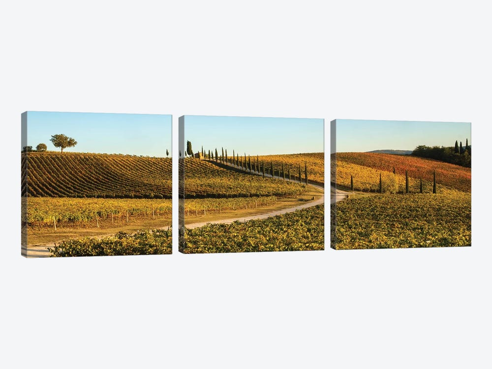 Italy, Tuscany, Vineyard, Late Light by George Theodore 3-piece Art Print