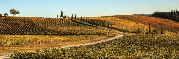 Vineyards: Italy, Tuscany, Vineyard, Late Light by George Theodore