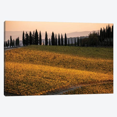 Italy, Tuscany, Vineyard, Late Light Canvas Print #GTH46} by George Theodore Canvas Artwork
