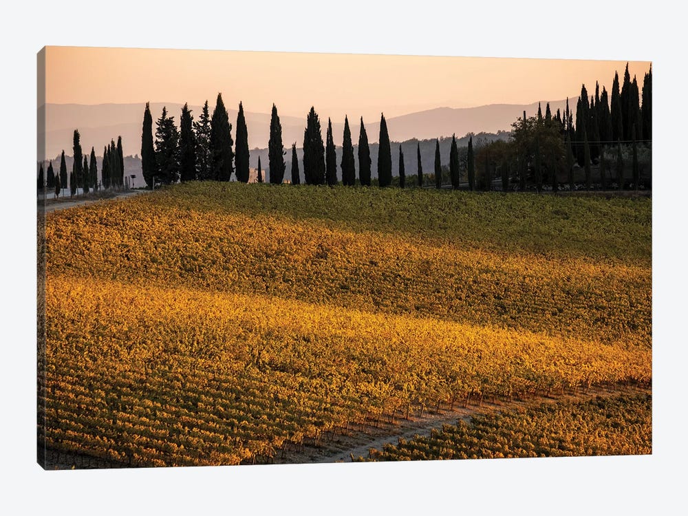 Italy, Tuscany, Vineyard, Late Light by George Theodore 1-piece Canvas Art