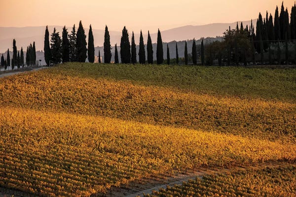 Vineyards: Italy, Tuscany, Vineyard, Late Light by George Theodore