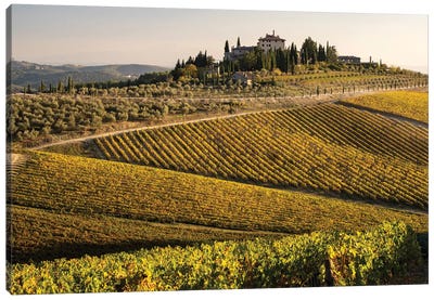 Vineyard In Autumn I, Italy, Tuscany Canvas Art Print