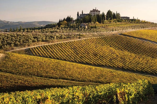 George Theodore: Vineyard In Autumn I, Italy, Tuscany by George Theodore