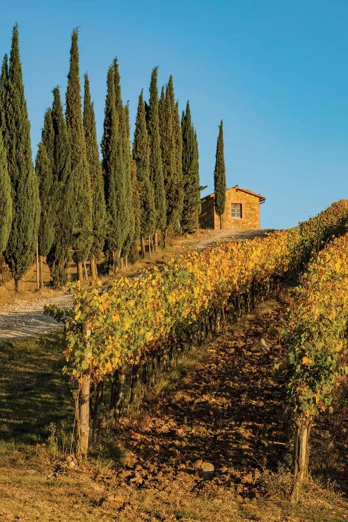 Italy, Tuscany. Vineyard, Pine Trees