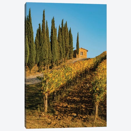 Italy, Tuscany. Vineyard, Pine Trees Canvas Print #GTH50} by George Theodore Canvas Art