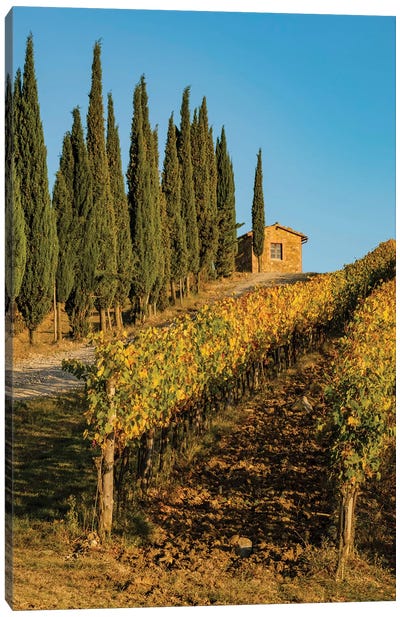 Italy, Tuscany. Vineyard, Pine Trees Canvas Art Print