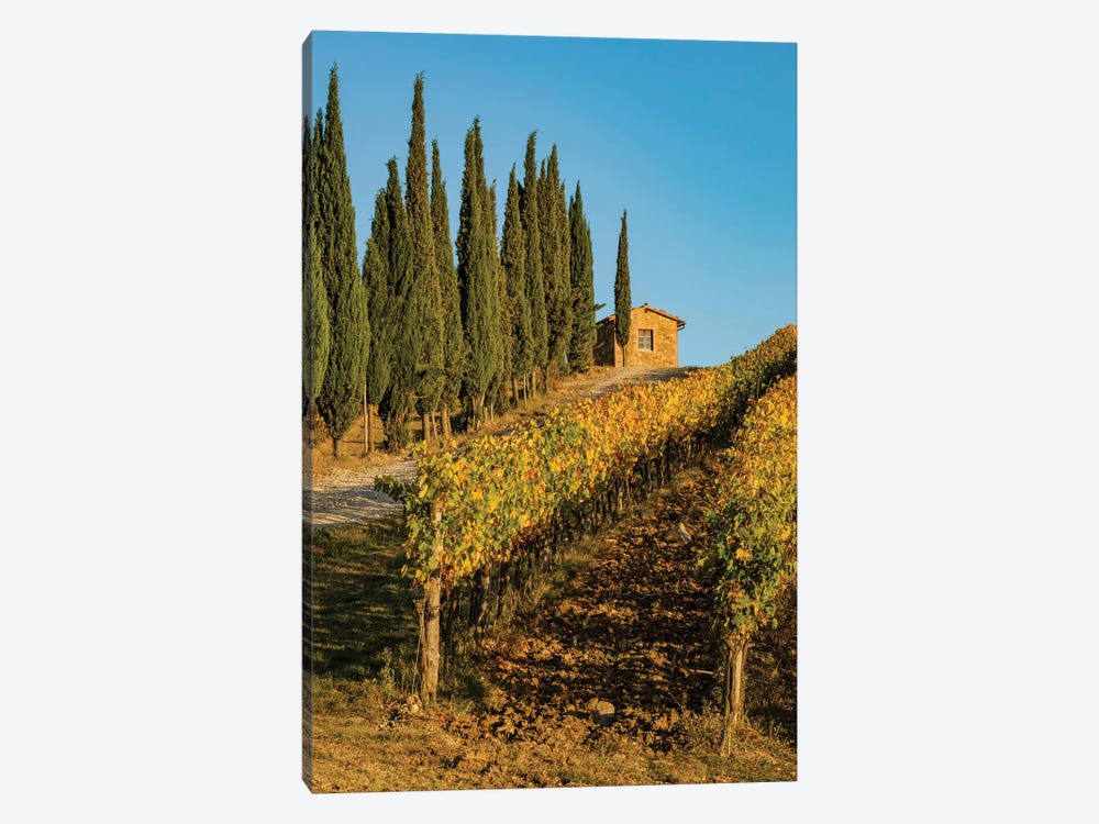 Italy, Tuscany. Vineyard, Pine Trees 1-piece Canvas Art Print