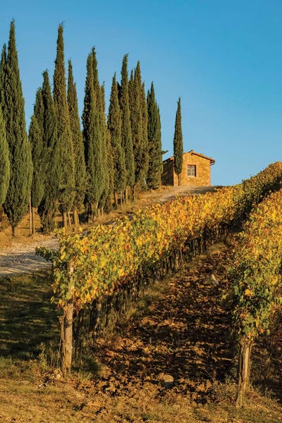 Italy, Tuscany. Vineyard, Pine Trees