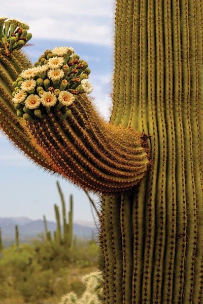 Fine Art Print: Cactus Flowers, Arizona. by George And Marilu Theodore