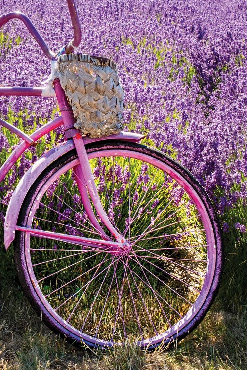 Lavender And Bicycle, Sequim, Washington State.