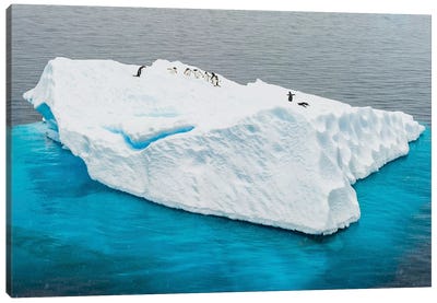 Antarctica, Gentoo, penguins, iceberg Canvas Art Print - Glacier & Iceberg Art
