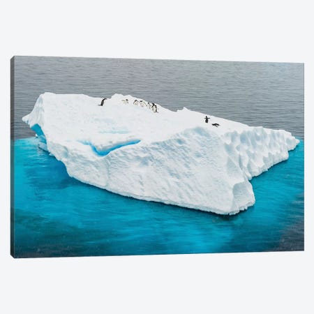Antarctica, Gentoo, penguins, iceberg Canvas Print #GTH5} by George Theodore Canvas Art Print