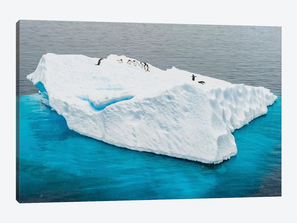 Antarctica, Gentoo, penguins, iceberg by George Theodore 1-piece Canvas Art