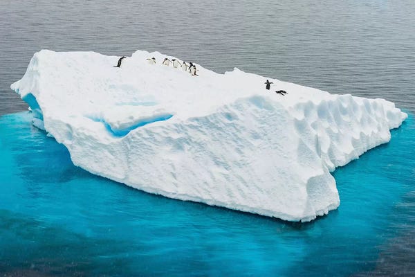 Antarctica: Antarctica, Gentoo, penguins, iceberg by George Theodore