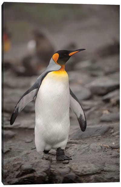 Antarctica, King Penguin, walking Canvas Art Print - Penguin Art