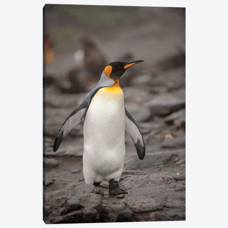 Antarctica, King Penguin, walking Canvas Print #GTH7} by George Theodore Art Print