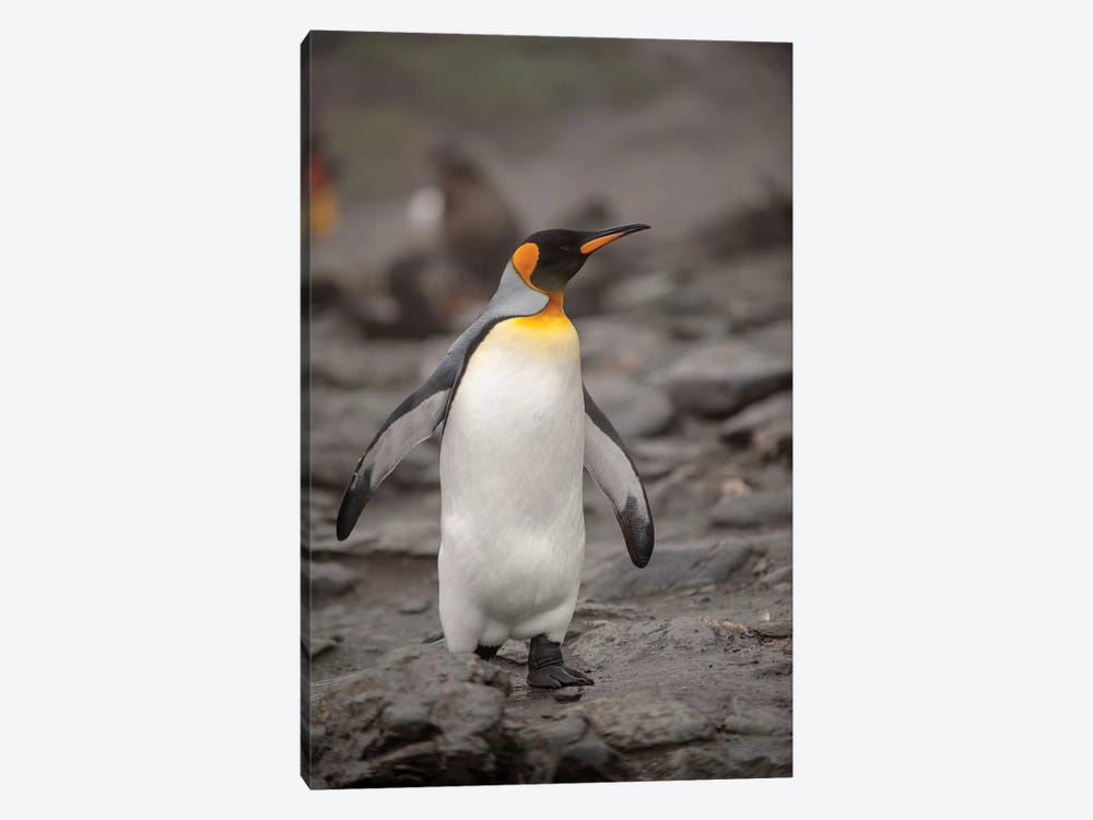 Antarctica, King Penguin, walking 1-piece Canvas Wall Art