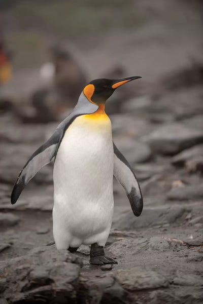 George Theodore: Antarctica, King Penguin, walking by George Theodore