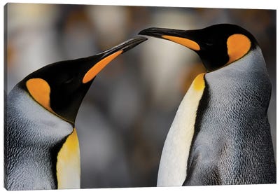 Antarctica, South Georgia, King penguin pair Canvas Art Print
