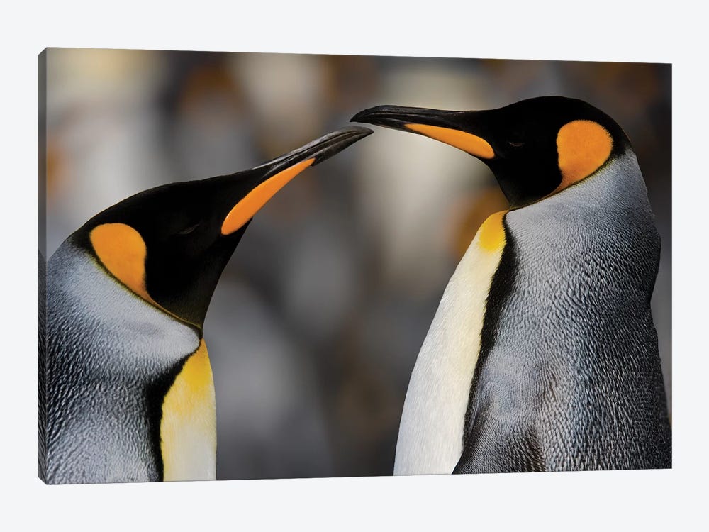 Antarctica, South Georgia, King penguin pair by George Theodore 1-piece Art Print