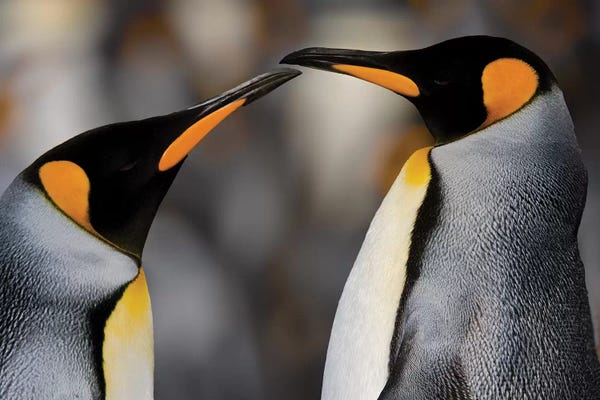 Antarctica: Antarctica, South Georgia, King penguin pair by George Theodore