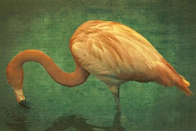 Caribbean Flamingo by Graffi*Tee Studios framed wall art