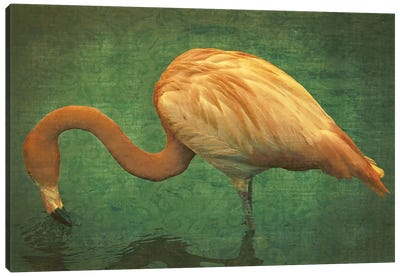 Caribbean Flamingo Canvas Art Print - Graffi*Tee Studios
