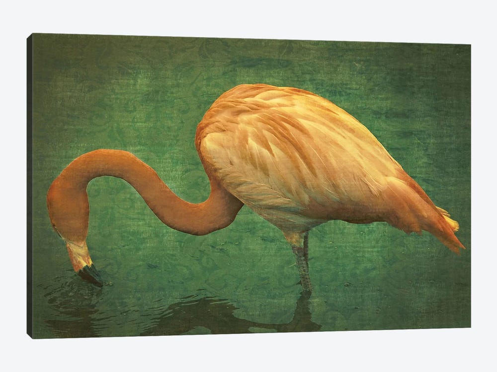Caribbean Flamingo by Graffi*Tee Studios 1-piece Canvas Art