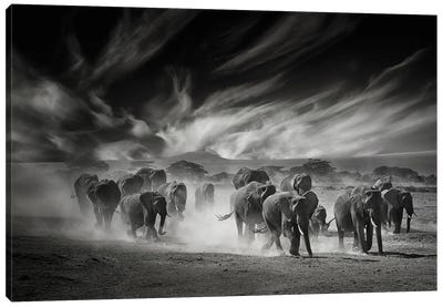 The Sky, The Dust And The Elephants Canvas Art Print