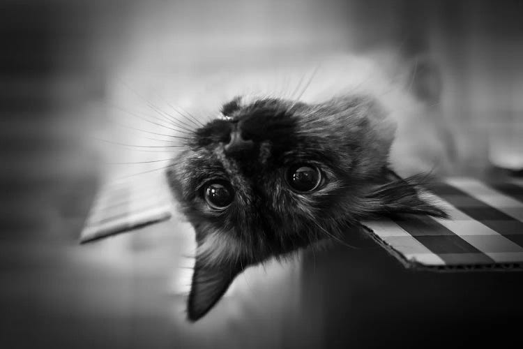 Upside Down by Leah Guo wall art