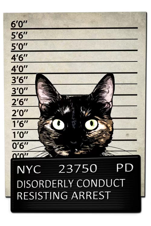 Kitty Mugshot