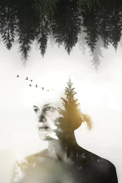 Evergreen Trees: Soul of Nature by Nicklas Gustafsson