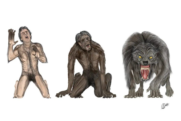 American Werewolf Transformation