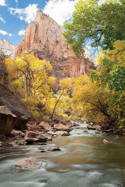 USA, Utah, Zion National Park. American Dipper. Fall Foliage Near Virgin River.