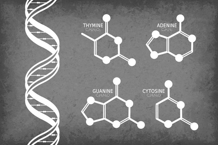 DNA Strand with Nucleotide Molecules by GetYourNerdOn wall art