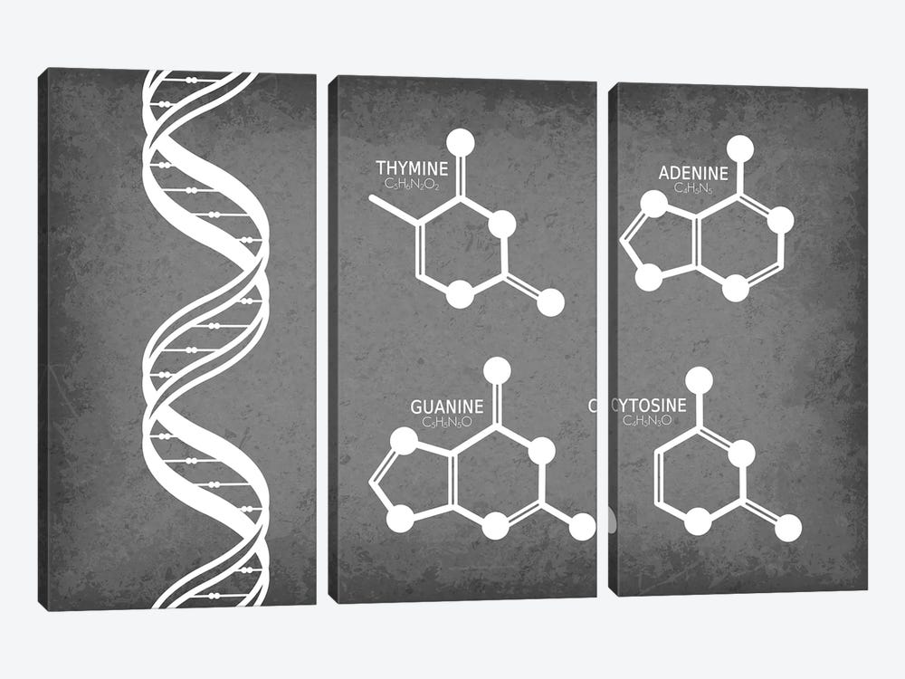 DNA Strand with Nucleotide Molecules by GetYourNerdOn 3-piece Canvas Art