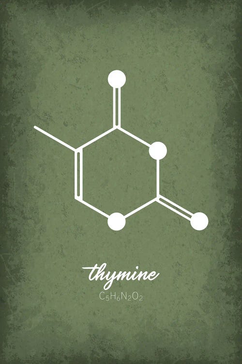 Thymine Molecule