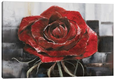 Blooming Red Rose Canvas Art Print - Nature Close-Up Art